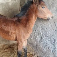 اسب مادیون کره