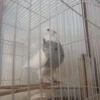 نرماده طوق الماسی کلاهی