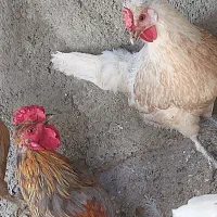 تخم مرغ|خوردنی و آشامیدنی|مشهد, توس (بلوار توس)|دیوار