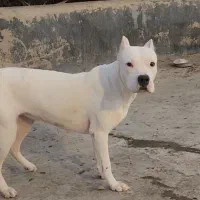 سگ شکار|سگ|بومهن, |دیوار