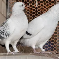 شامی .|پرنده|زرین دشت (فارس), |دیوار