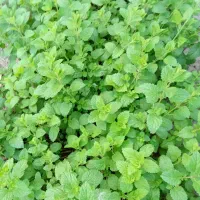 وارانبو|عمدهفروشی|لشت نشا, |دیوار