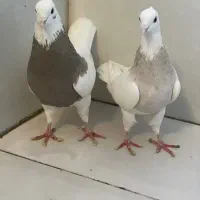 طوقی|پرنده|سرپل ذهاب, |دیوار