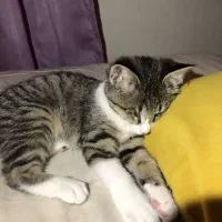 گربه|گربه|کرج, کرج نو|دیوار