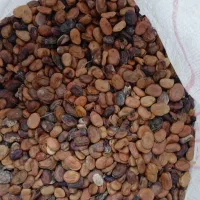 باقلازودرس درجه یک بزرامسال