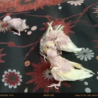 جوجه عروس هلندی