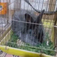 خرگوش پشمالو کسی خواست پیام بده