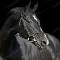 اسب|اسب و تجهیزات اسبسواری|آران و بیدگل, |دیوار