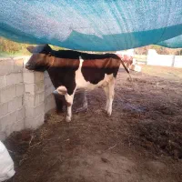 گاو هلشتاین|حیوانات مزرعه|خرمآباد (تنکابن), |دیوار