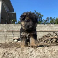 ژرمن شپرد شولاین|سگ|رشت, گلسار|دیوار