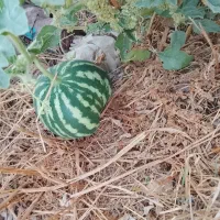 نیازمند ۱۰‌تومن وام فوری