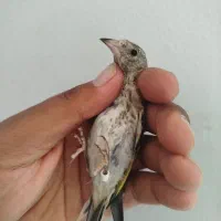سهره دالاهو معاوضه قلیان
