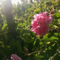 گلاب وعرق نعنا فلفلی وغنچه گل محمدی