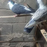 جفت کبوتذ ساده سیاه کاکل