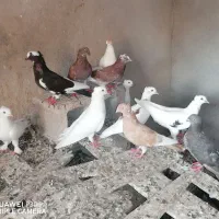 کبوتر|پرنده|خورموج, |دیوار