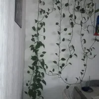 گل پتوس|گل و گیاه طبیعی|اصفهان, بهارستان|دیوار