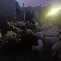 فروش انواع بز و کهره سانن وپاکستانی