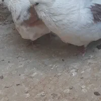 کبوترنوک قنار|پرنده|شهرضا, |دیوار