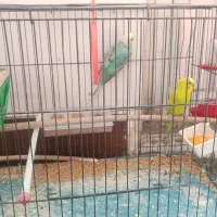 پرنده|پرنده|الشتر, |دیوار