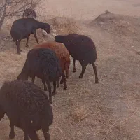 ۳عدد شیشکی فروشی|حیوانات مزرعه|سجاس رود, |دیوار