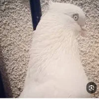 کبوتر گمشده