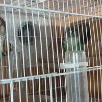 گرینچیک  تراکویس جفت نر و ماده  پروتلت