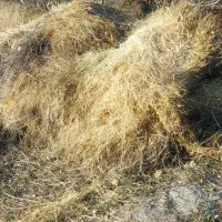 علف باغ نمین