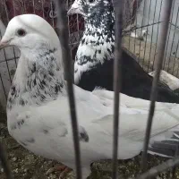 کفتر جفت سوسک سفید و سیاه