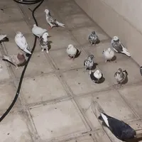 کبوتر تهرانی غریبگیری