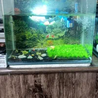 یک عدد آکواریوم شیشه خم کاملا  سالم به فرش میرود