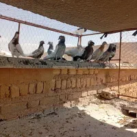 کبوتر|پرنده|شیراز, سینما سعدی|دیوار