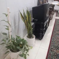 .منزل دربست بسیار تمیز مدرس مرکز شهر  سوییت|اجارهٔ کوتاه‌مدت آپارتمان و سوئیت|یزد, |دیوار