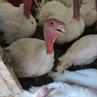 بوقلمون گوشتی نژاد بیوتی سفید