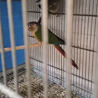 چفت گرین . چیک