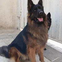 ژرمن شولاین موبلند|سگ|محمدشهر, علی آباد گونه|دیوار