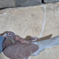 فروش کبوتر پلاکی