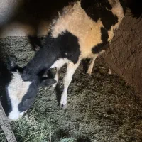 یک گوساله اصلاح شده داشتی|حیوانات مزرعه|ماهان, |دیوار