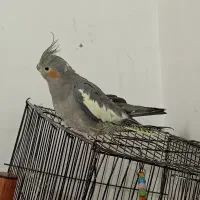 فروش عروس هلندی