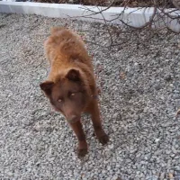 ژرمن لیور نر رایگان