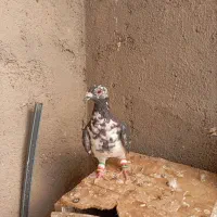 کفتر|پرنده|تربت جام, میان جام|دیوار