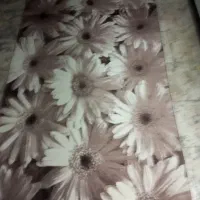 قالیچه ۴ متری|فرش|قم, انسجام|دیوار