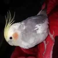 فروش فوری عروس هلندی نر