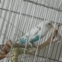 مرغ عشق|پرنده|سیرجان, |دیوار