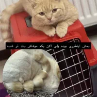 گمشده در محدوده باهنر شمالی
