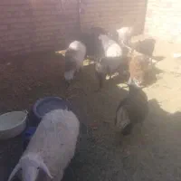 بزغاله نر وبره نر|حیوانات مزرعه|سده (خراسان جنوبی), |دیوار