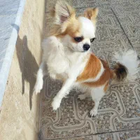 حیوان خانگی سگ نژاد خالص شیوا هوا