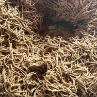 خمیر خرما سیس خاصه خرما