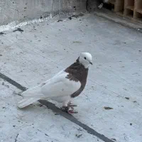 کبوتر طوقی