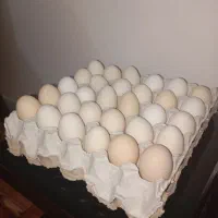 تخم مرغ محلی