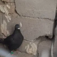 کفترزاغ نسل دارپرشی ۳۵۰